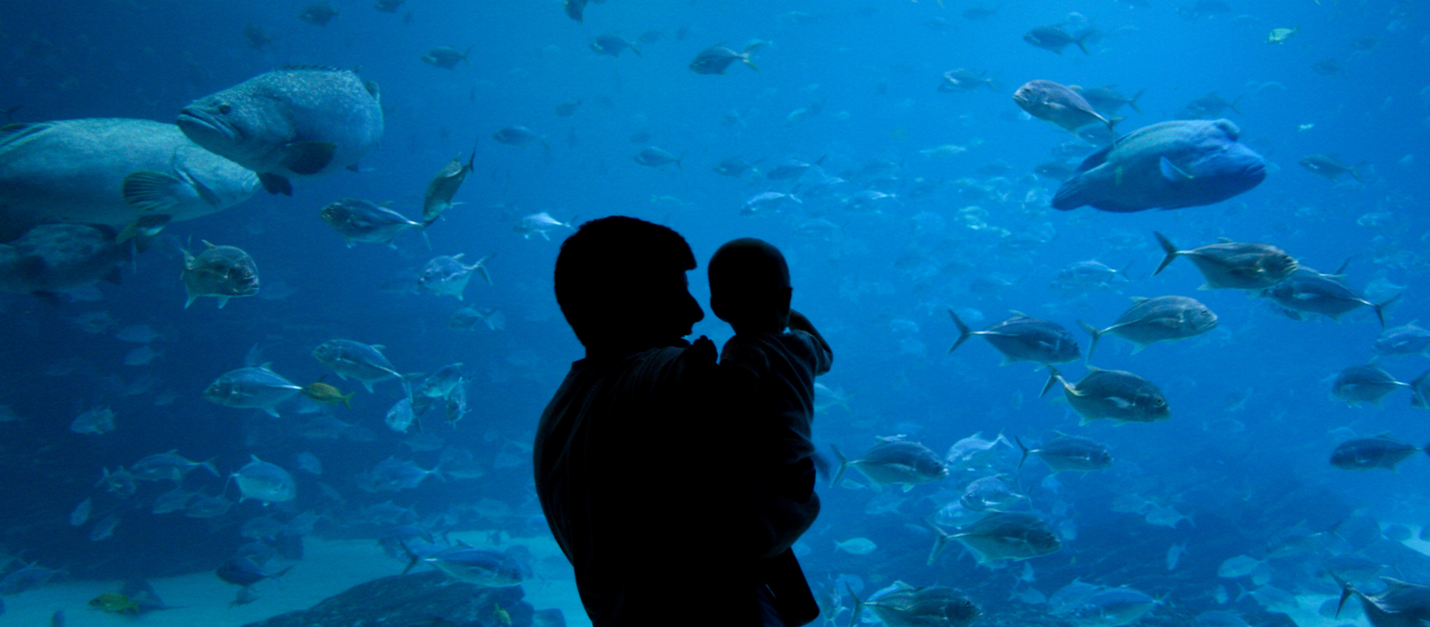 佐治亚水族馆十大靠谱网赌官方平台折扣 